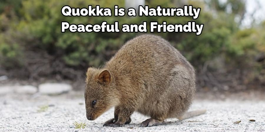 Quokka is a Naturally Peaceful and Friendly