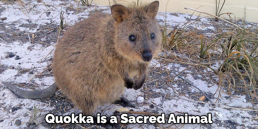Quokka is a Sacred Animal 