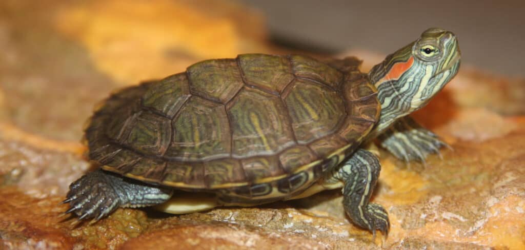 Red-Eared Slider Spiritual Meaning, Symbolism and Totem