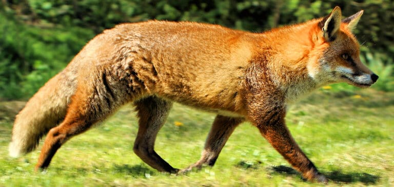 Red Fox Spiritual Meaning Symbolism And Totem Explained