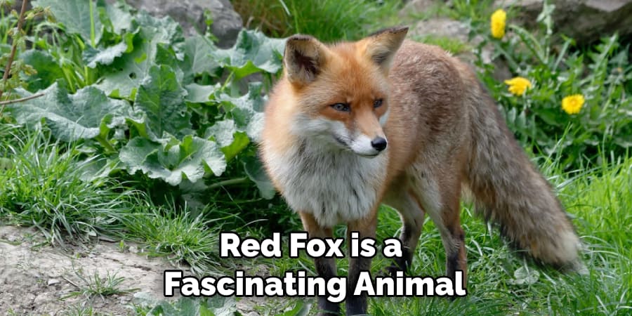 Red Fox is a Fascinating Animal