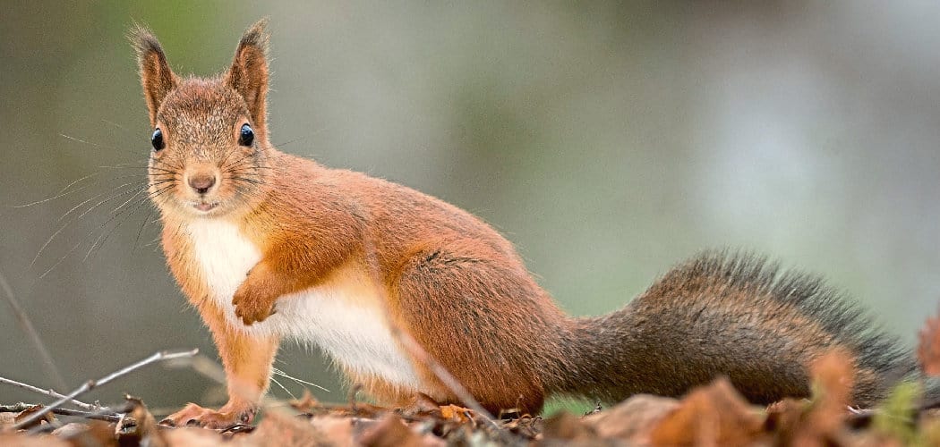 Red Squirrel Spiritual Meaning, Symbolism and Totem