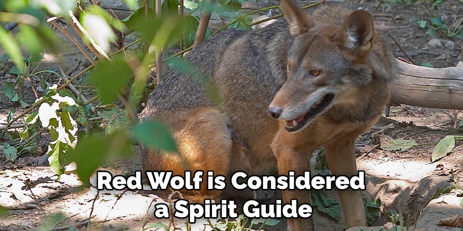 Red Wolf is Considered a Spirit Guide