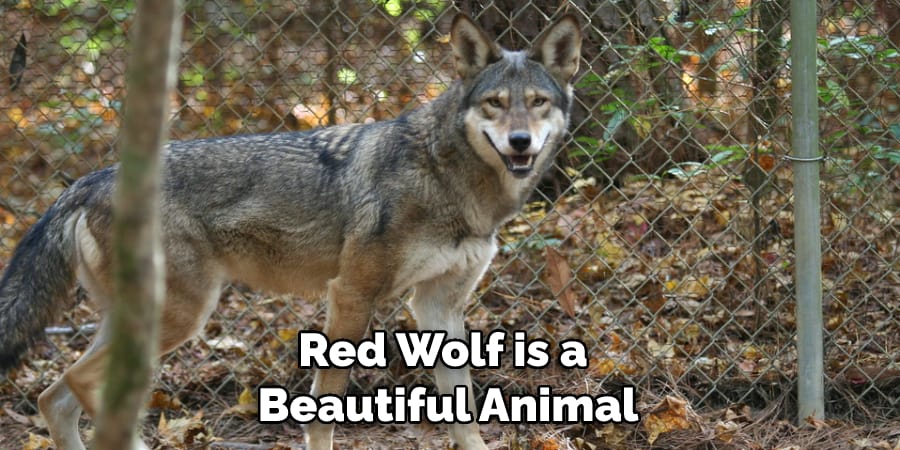 Red Wolf is a Beautiful Animal
