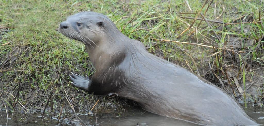 River Otter Spiritual Meaning