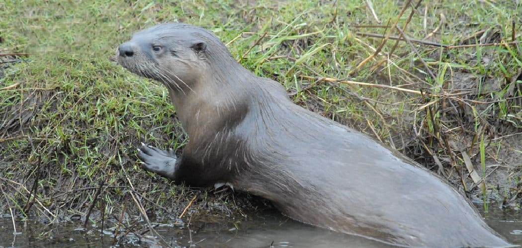 River Otter Spiritual Meaning, Symbolism and Totem