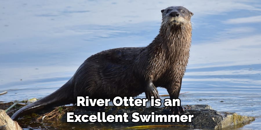 River Otter is an Excellent Swimmer