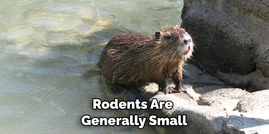 Rodents Are Generally Small