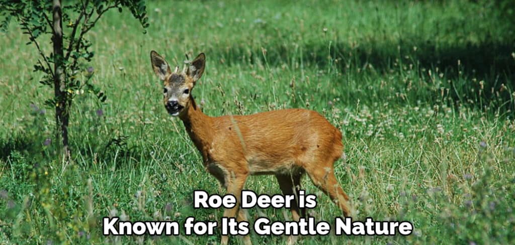 Roe Deer is Known for Its Gentle Nature