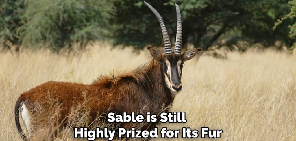 Sable is Still Highly Prized for Its Fur