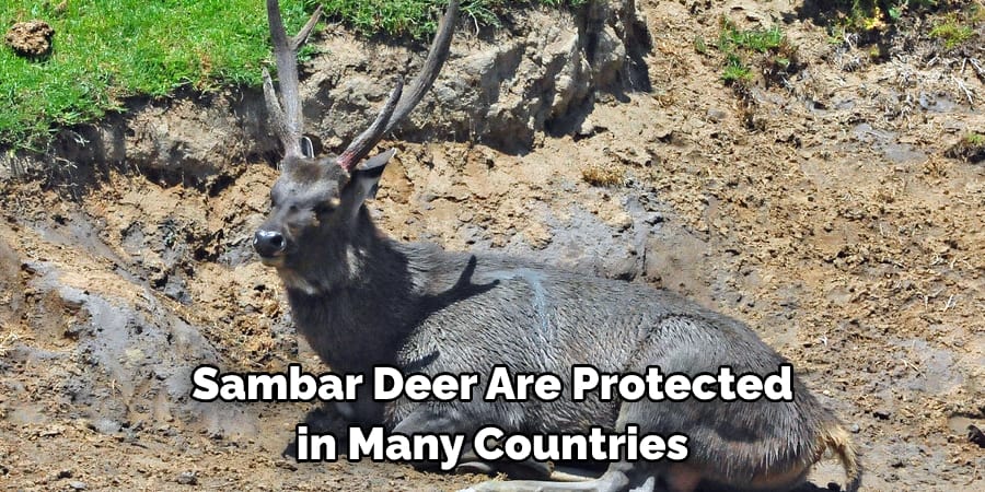 Sambar Deer Are Protected in Many Countries