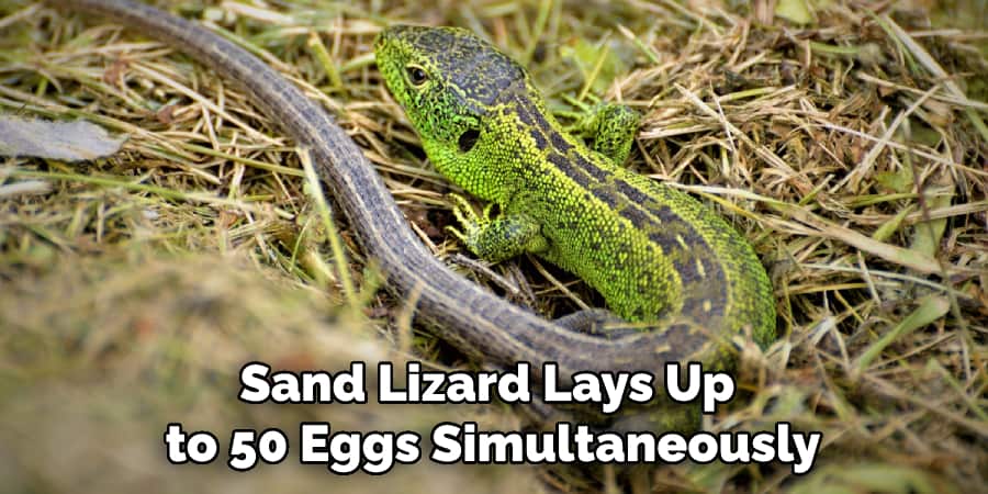Sand Lizard Lays Up to 50 Eggs Simultaneously