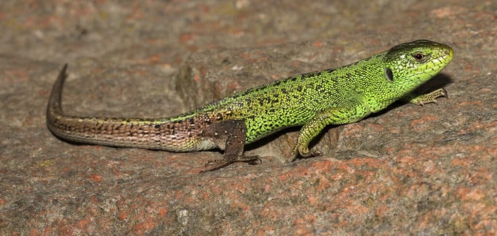 Sand Lizard Spiritual Meaning, Symbolism and Totem