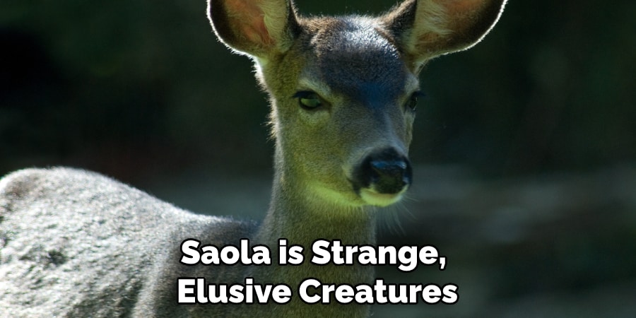 Saola is Strange, Elusive Creatures