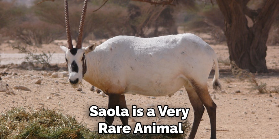 Saola is a Very Rare Animal