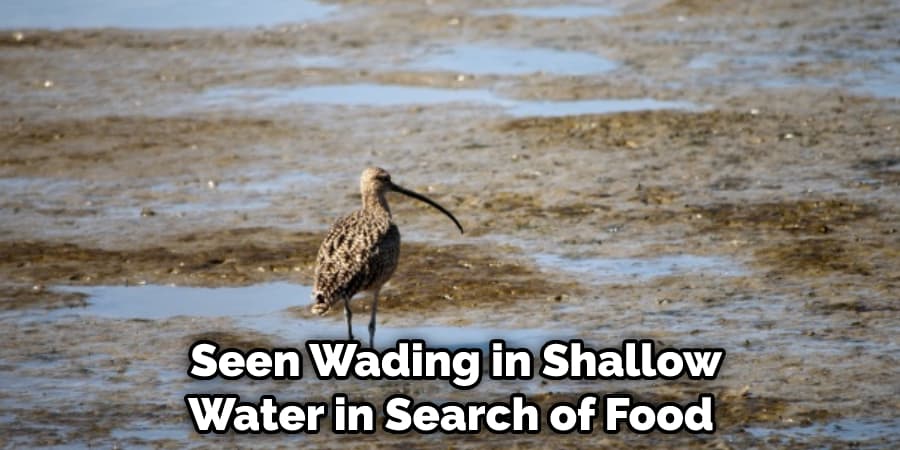  Seen Wading in Shallow Water in Search of Food
