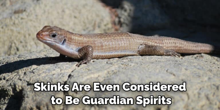 Skink Lizard Spiritual Meaning, Symbolism and Totem (2022)