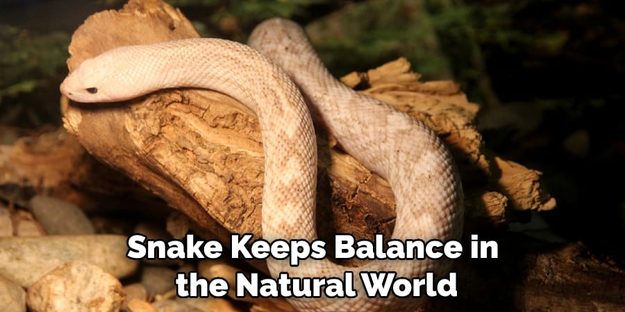 Snake Keeps Balance in the Natural World