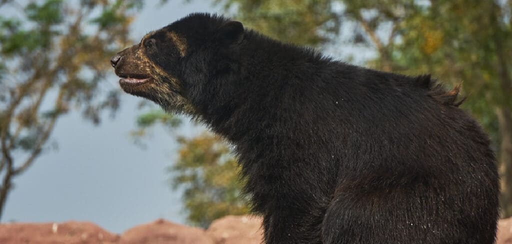 Spectacled Bear Spiritual Meaning