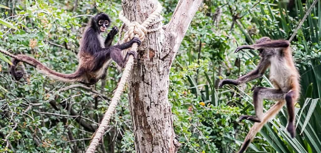 Spider Monkey Spiritual Meaning, Symbolism and Totem