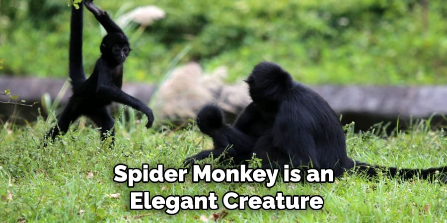 Spider Monkey is an Elegant Creature
