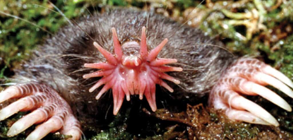 Star Nosed Mole Spiritual Meaning