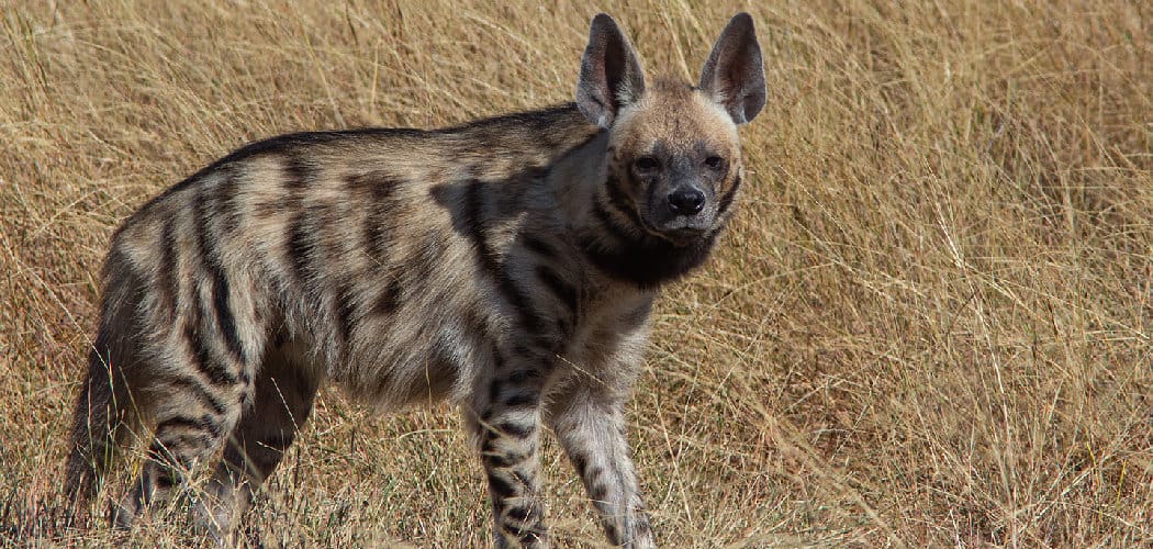 Striped Hyena Spiritual Meaning, Symbolism and Totem