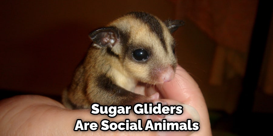 Sugar Gliders Are Social Animals