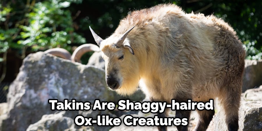 Takins Are Shaggy-haired Ox-like Creatures