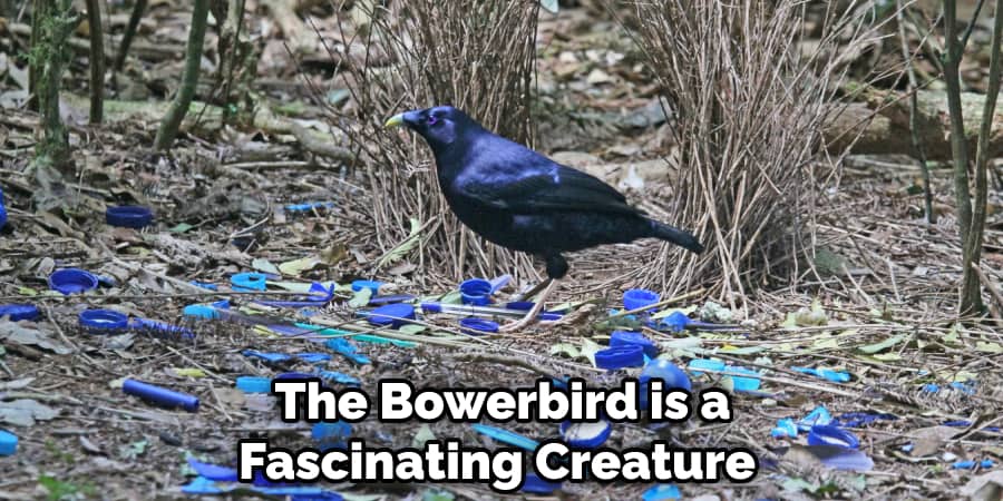 The Bowerbird is a Fascinating Creature 