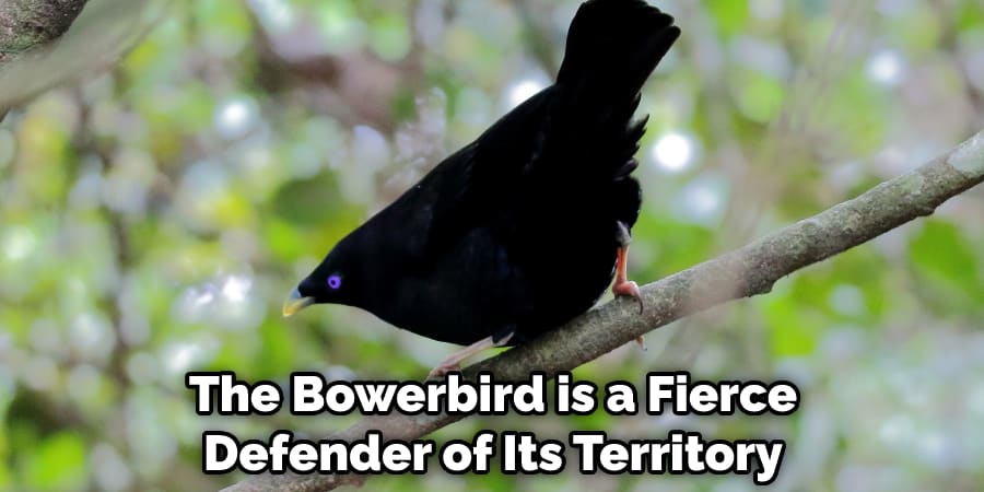The Bowerbird is a Fierce Defender of Its Territory