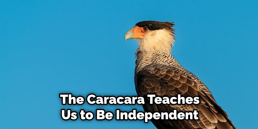 The Caracara Teaches Us to Be Independent