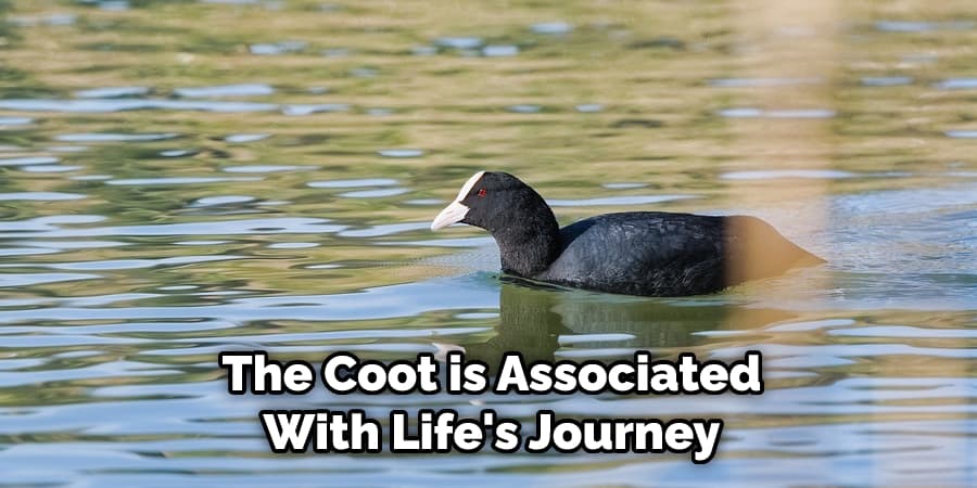 The Coot is Associated With Life's Journey
