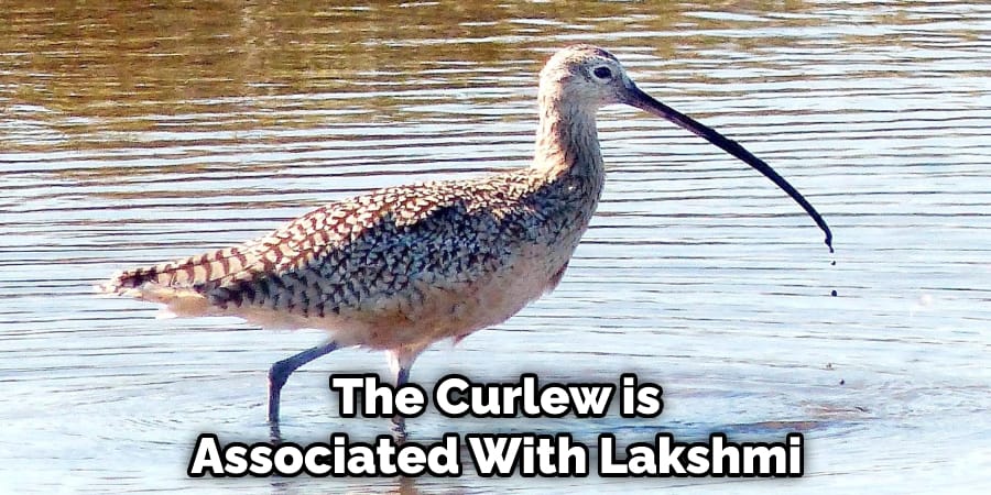 The Curlew is Associated With Lakshmi