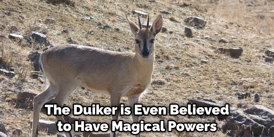 The Duiker is Even Believed to Have Magical Powers