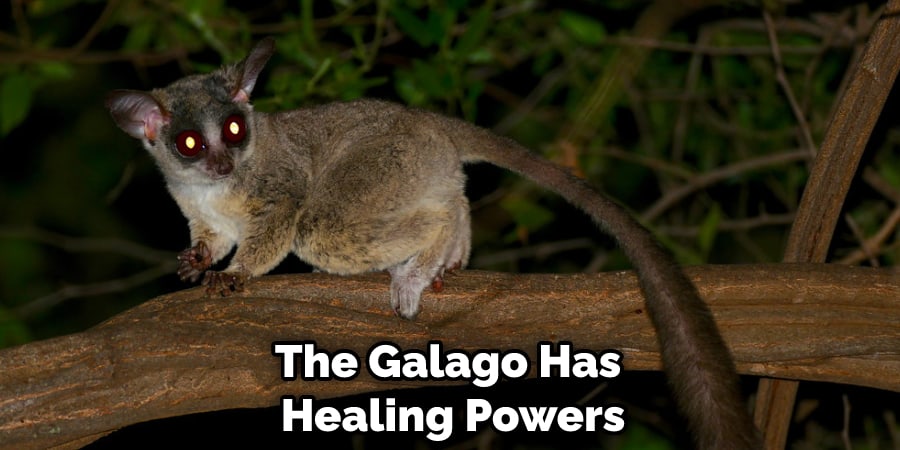 The Galago Has 
Healing Powers