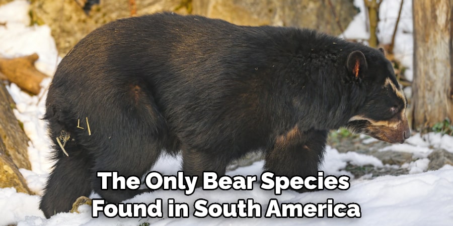 The Only Bear Species Found in South America