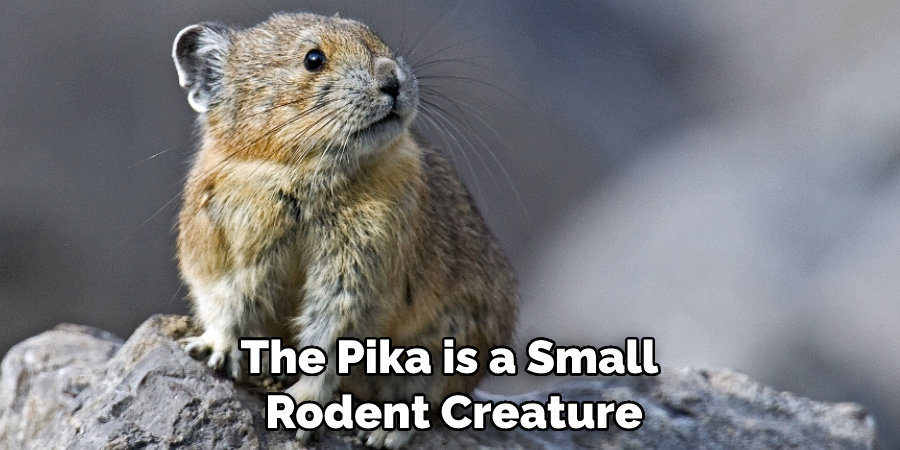 The Pika is a Small Rodent Creature