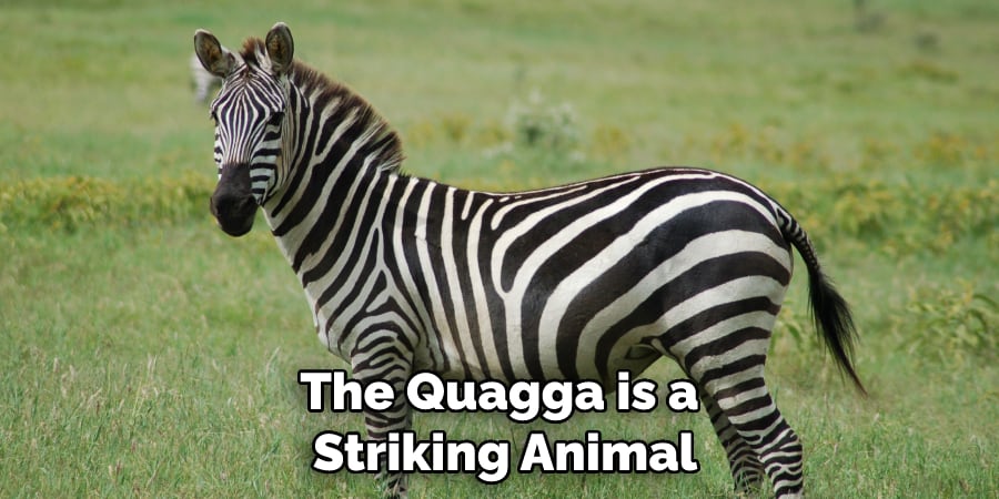 The Quagga is a Striking Animal