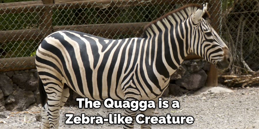 The Quagga is a Zebra-like Creature