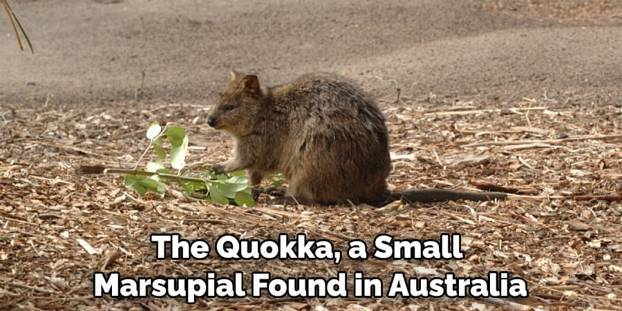 The Quokka, a Small Marsupial Found in Australia
