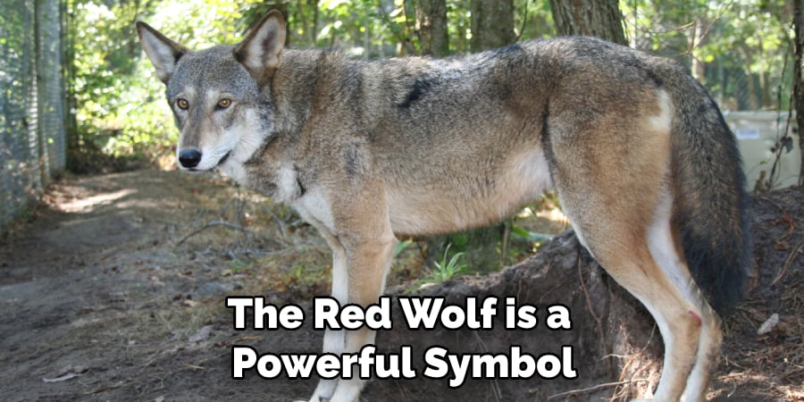 The Red Wolf is a Powerful Symbol