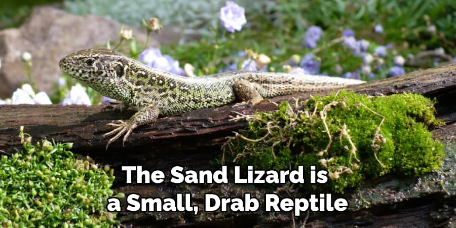 The Sand Lizard is a Small, Drab Reptile
