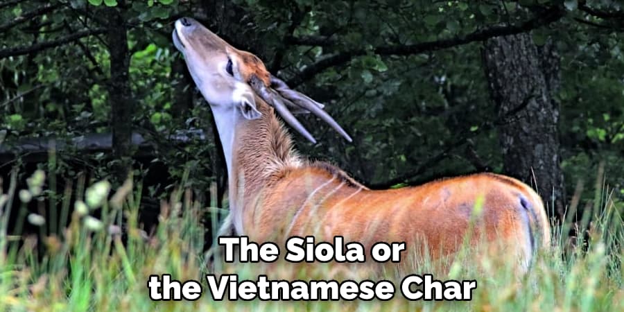 The Siola or the Vietnamese Char