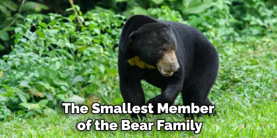 The Smallest Member of the Bear Family