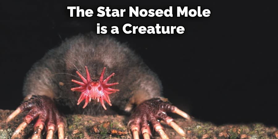 The Star Nosed Mole is a Creature