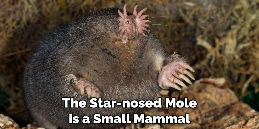 The Star-nosed Mole is a Small Mammal