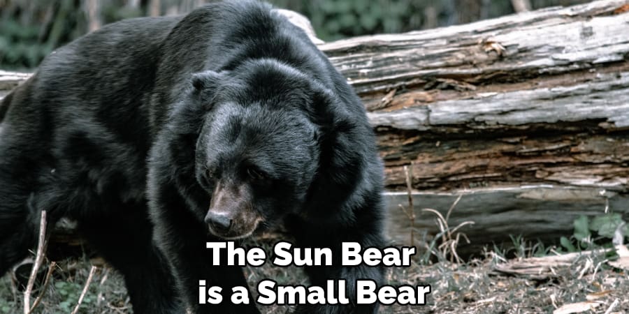 The Sun Bear is a Small Bear 