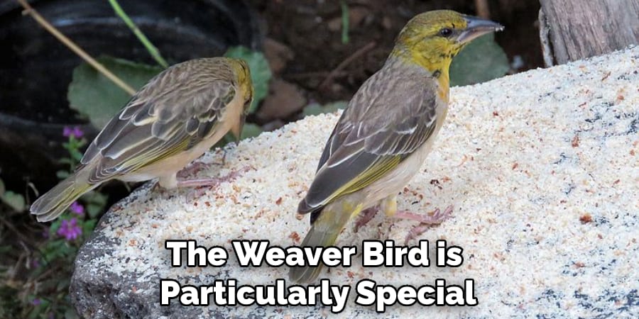 The Weaver Bird is Particularly Special
