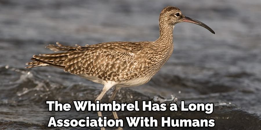 The Whimbrel Has a Long Association With Humans